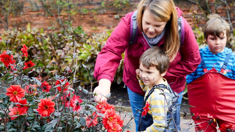An adult and two children dressed in waterproof clothing looking at an autumn flower in the garden